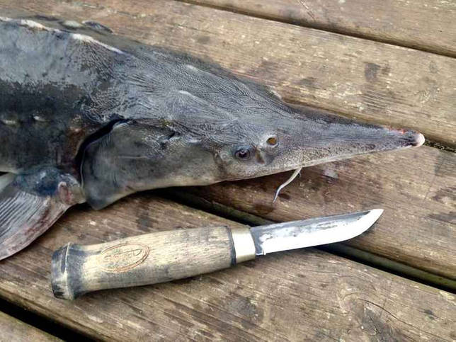 Рыболовные ножи